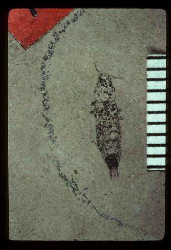 Media type: image;   Entomology PALE-1550 Aspect: counterpart